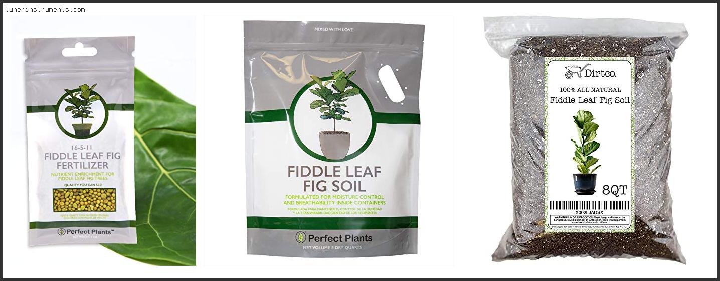 Best Soil For Fiddle Leaf Fig